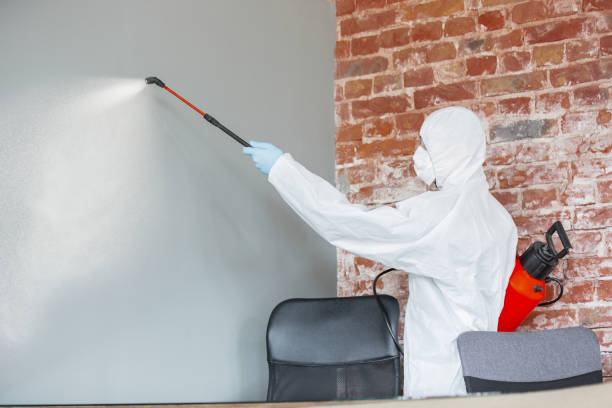 Billington Heights, NY Mold Removal Company