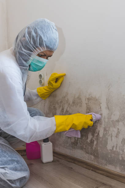Best Air Quality Testing for Mold Spores  in Billington Heights, NY