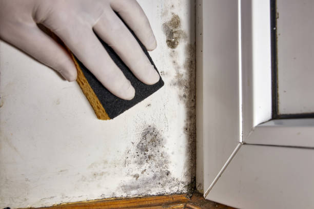 Best Dehumidification Services  in Billington Heights, NY