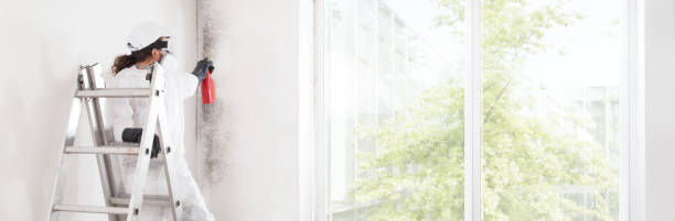 Best Black Mold Removal  in Billington Heights, NY